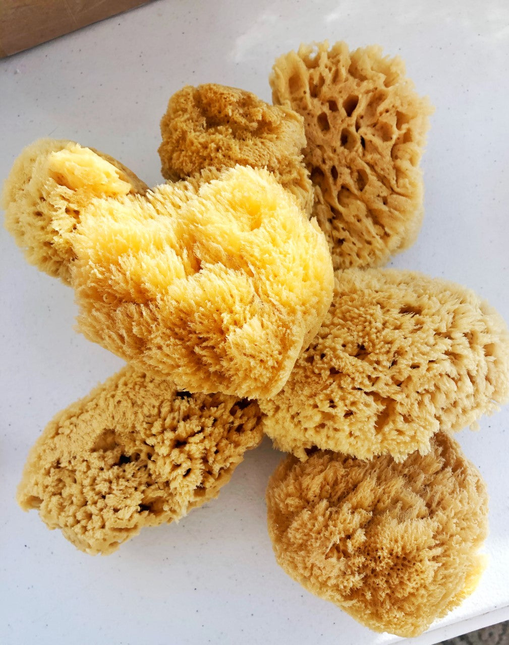 Natural Sea Sponge
